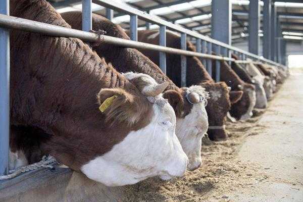 肉牛饲料配方不要轻易大改常变